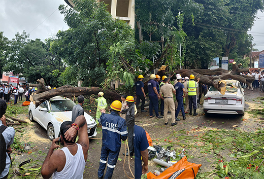 Tree fall